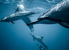 开云体育下载-2020怪象：显微镜下的点球，哈哈镜里的足球